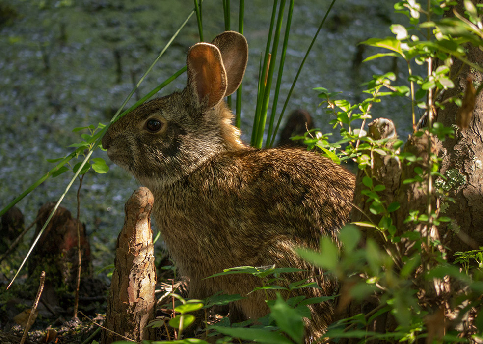 P1040440 Marsh Rabbit