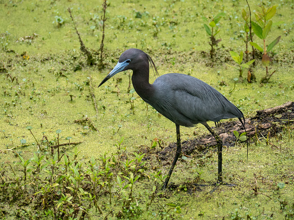 P1040595 Little Blue Heron