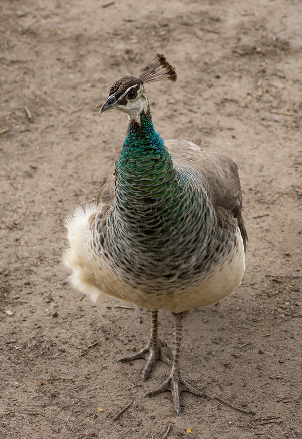 P1040154 Peahen