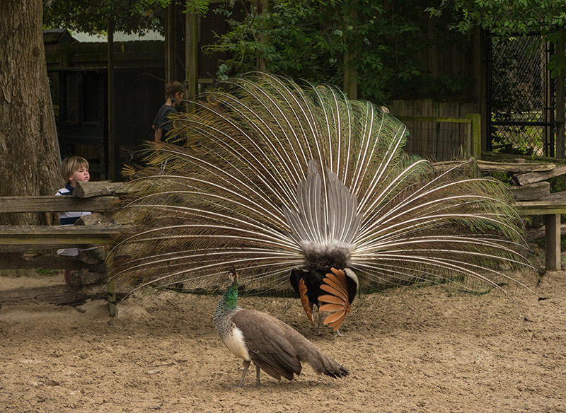 P1040174 Little Boy Watching Peacock and Peahen