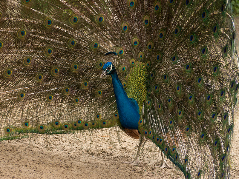 P1040181 Peacock at Magnolia Plantation
