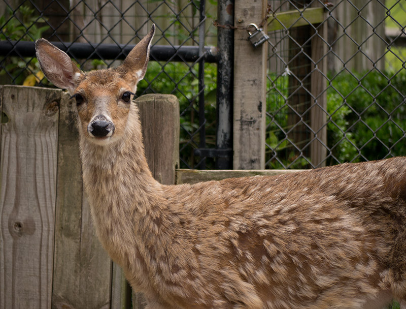 P1040231 Deer in the Petting Zoo at Magnolia Plantation