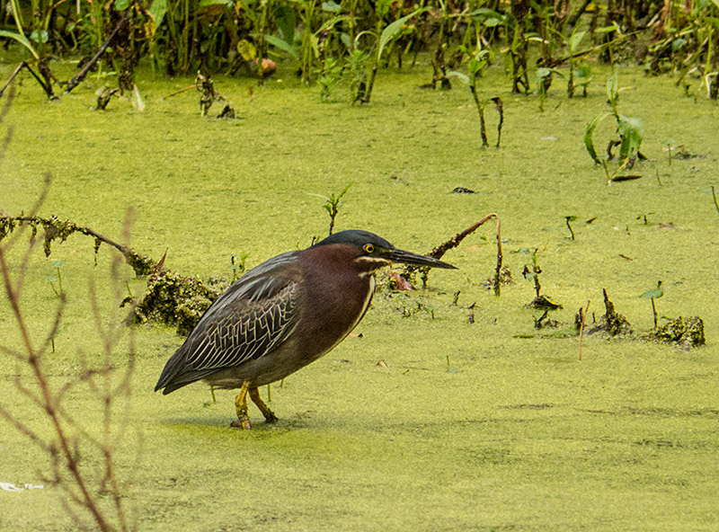 P1040291 Little Green Heron