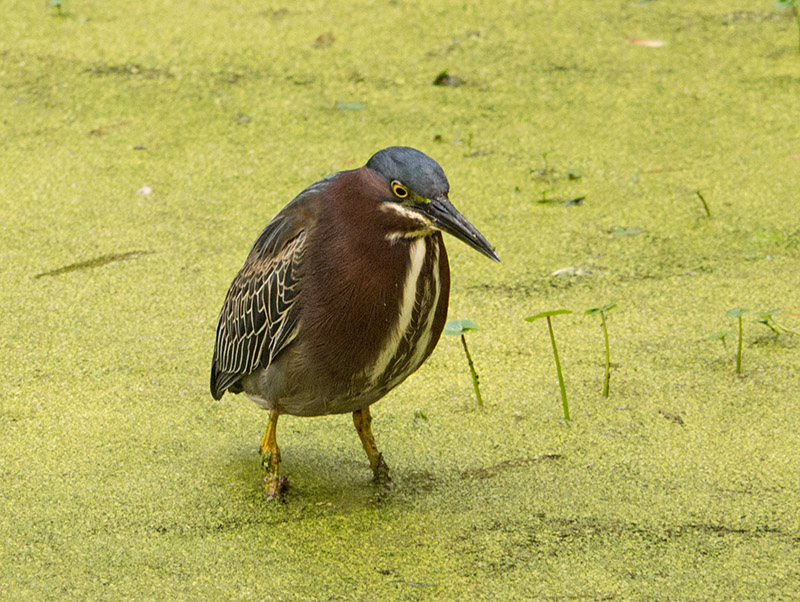 P1040296 Little Green Heron Closer