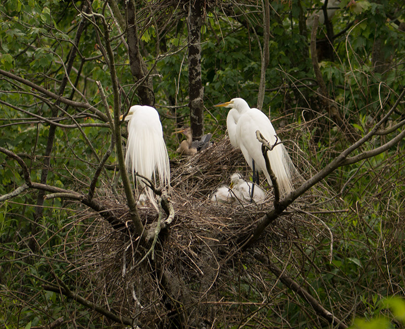 P1040303 Nesting Birds