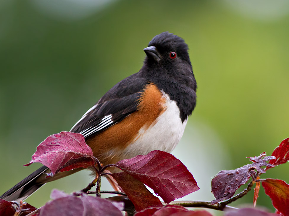 _MG_8501 Finally - A Decent Towhee Picture!