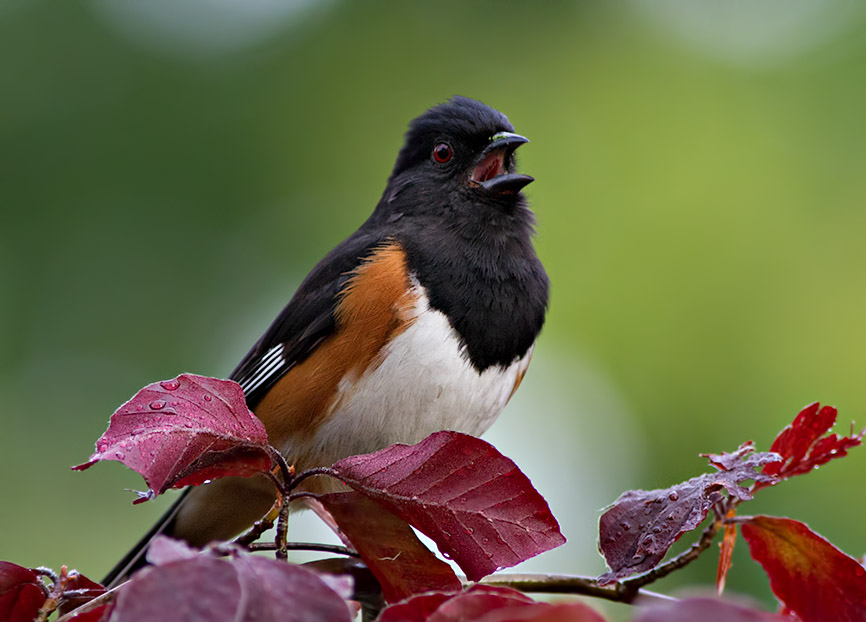 _MG_8505 Towhee singing his heart out