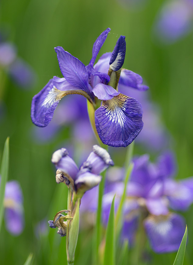 P1040946 Siberian Iris