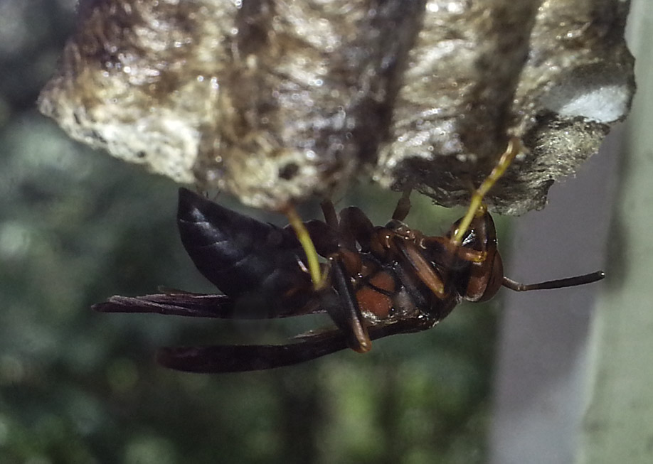 20120806_110757 Wasp Cropped