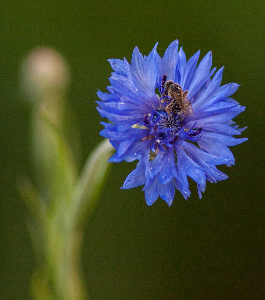 Cornflower and Bee