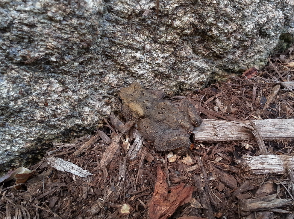Little Toad