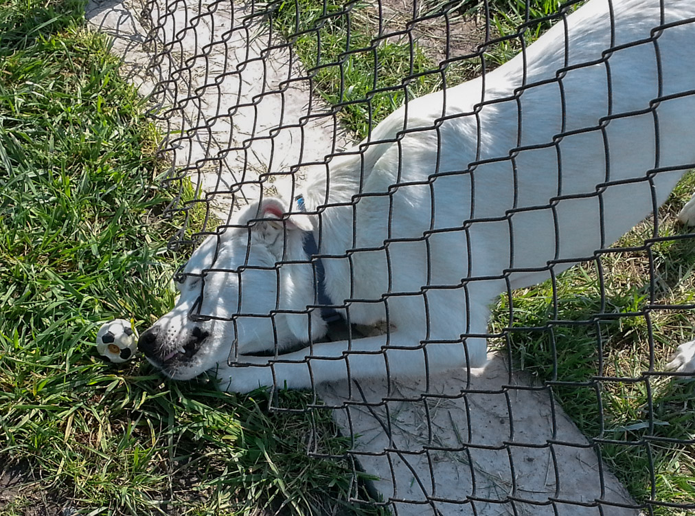 20120826_105927 At the Dog Park