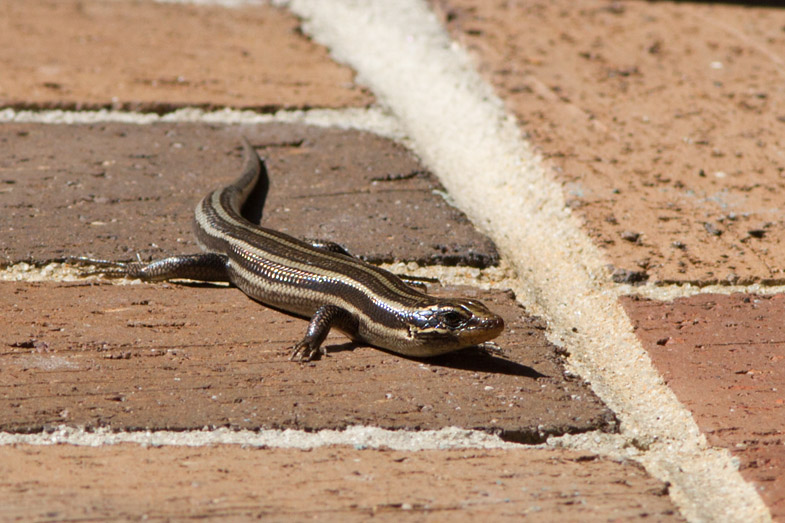 _MG_0706 Blue Tailed Skink No More