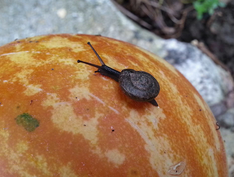 Tiny Snail