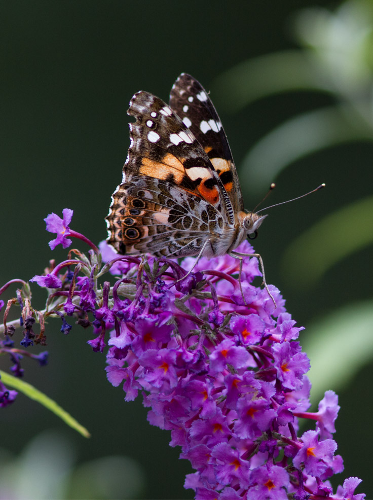 _MG_0738 Painted Lady Profile