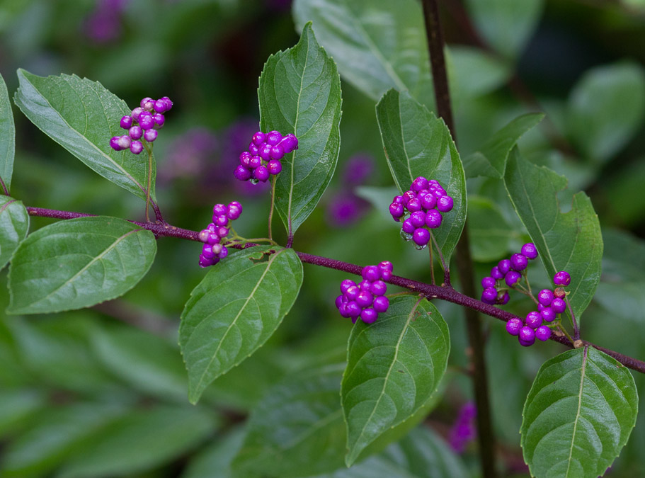 _MG_0855 Beautyberry
