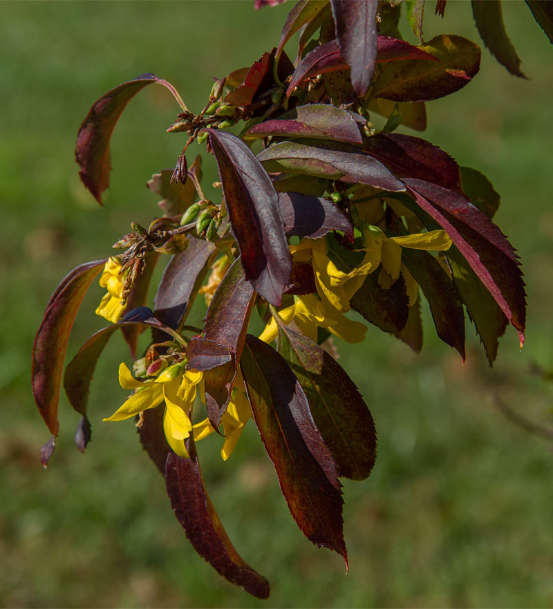 _MG_1285 Forsythia in Bloom in Fall?