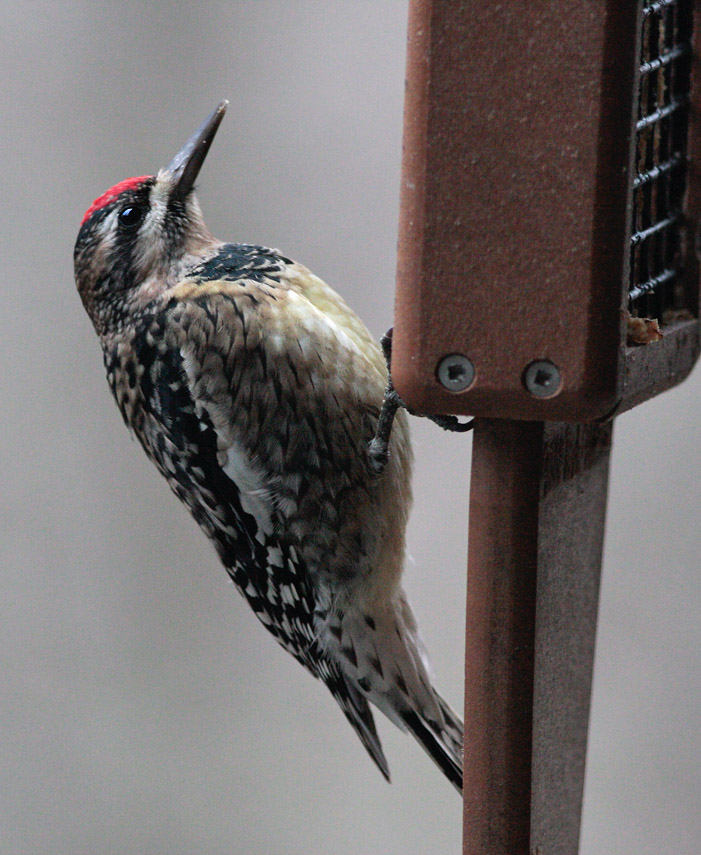 _MG_3172 Yellow Bellied Sapsucker