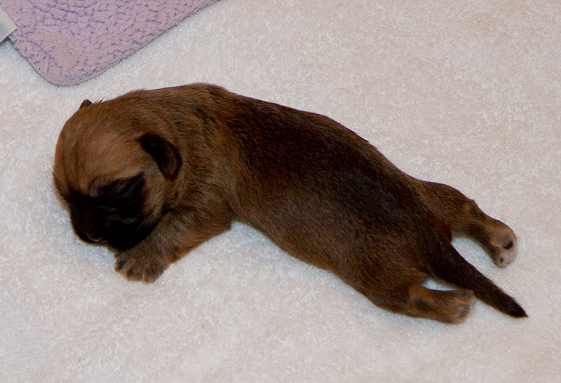 _MG_2306 Gotta Love Those Puppy Feet