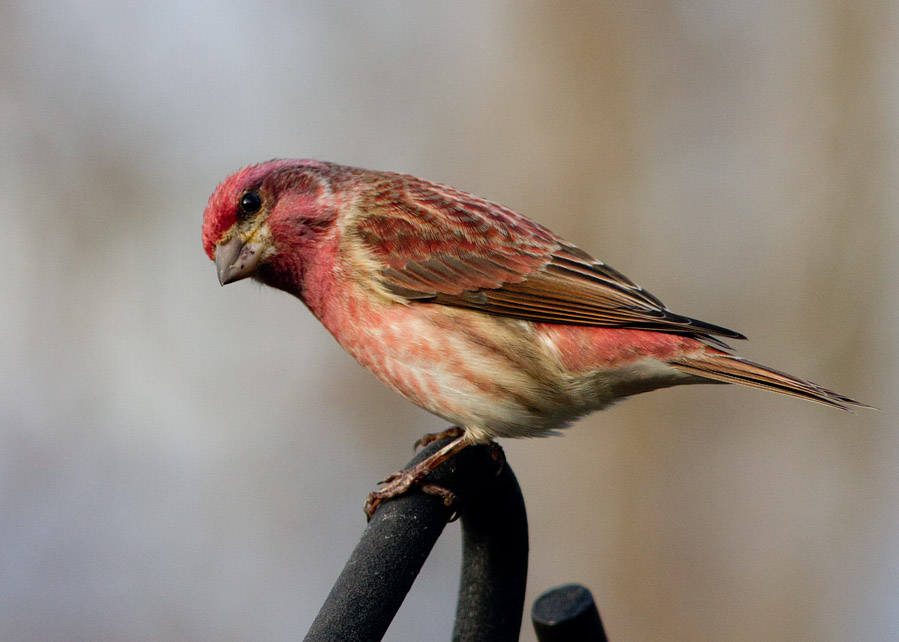 _MG_2339 Purple Finch Eyeing Me Through the Sliding Door