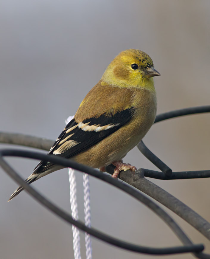 _MG_2334 Patiently Waiting American Goldfinch