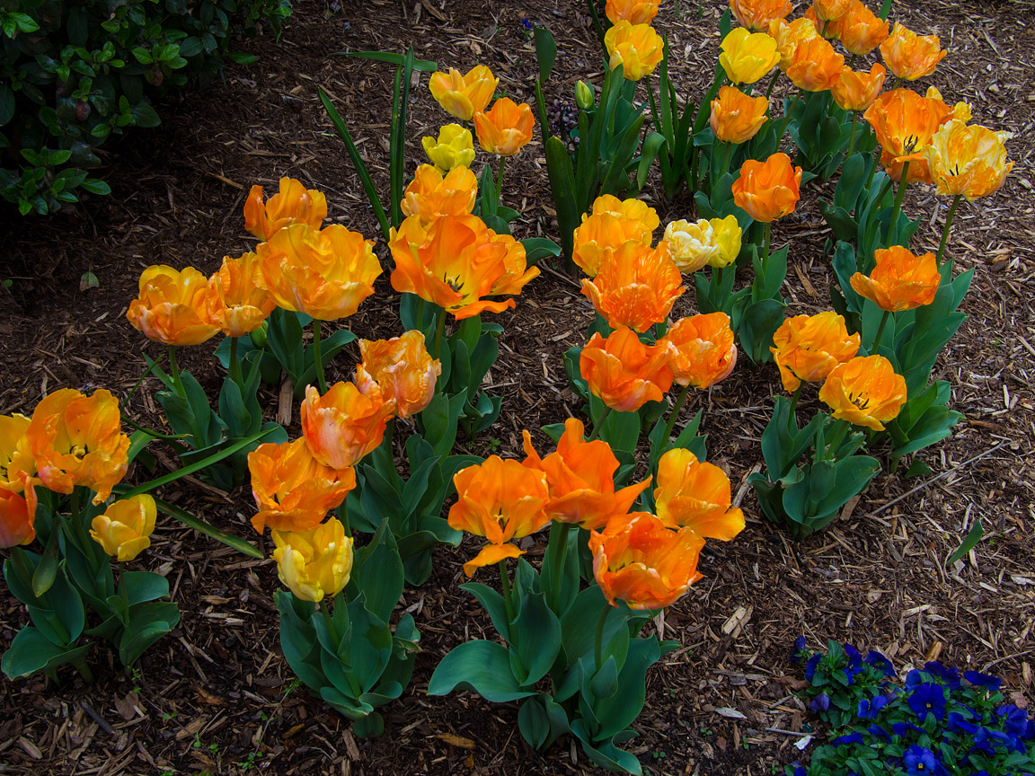 P4050026 Vibrant Tulips