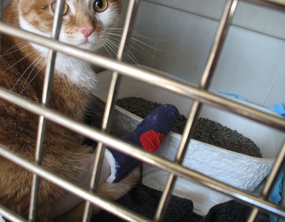 Beegie and her cast