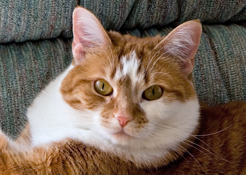 _MG_6829 Why all the cat images?