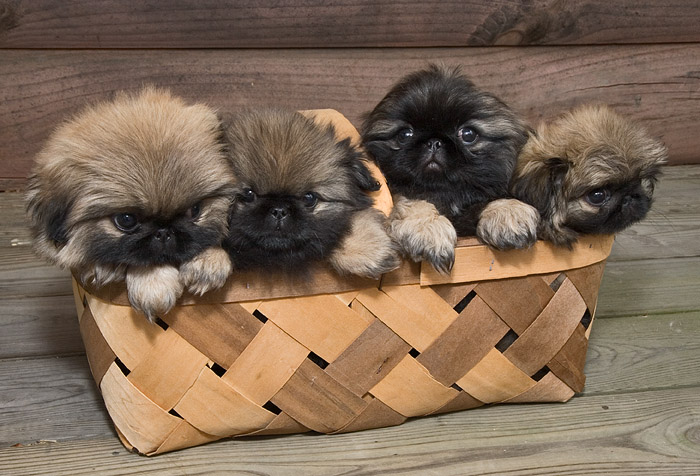 _MG_7134-8wk old Pekingese