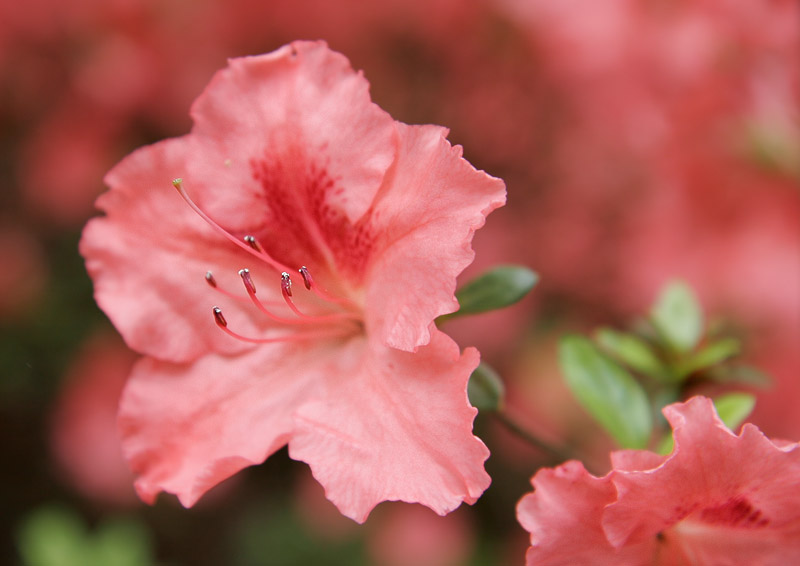 _MG_7284 Azalea