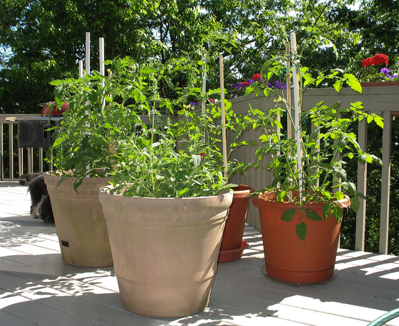My Garden