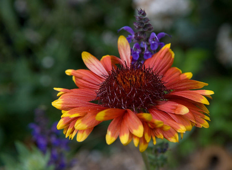 IMG_0023 Gaillardia