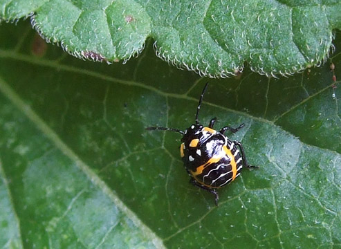 DSCF3519 Tiny Beetle