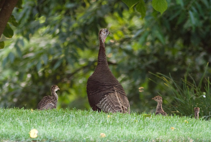 _MG_0046 Mama Turkey and Babies