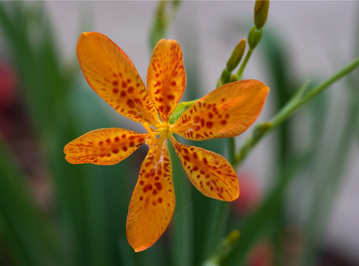 _MG_8035.Belamcanda or Blackberry Lily