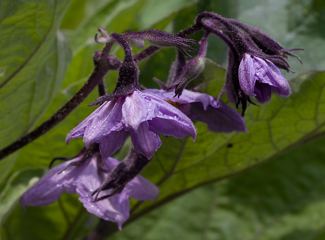 _MG_8063 Eggplant Blossoms