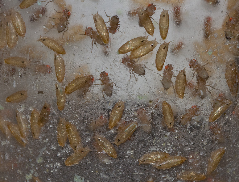 _MG_0155 Fruit Fly Culture