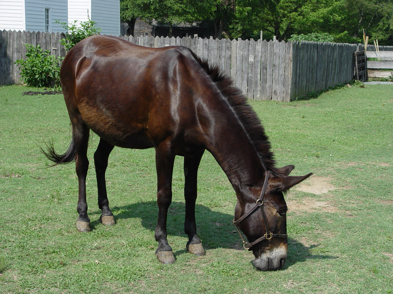 DSC02425 Mule
