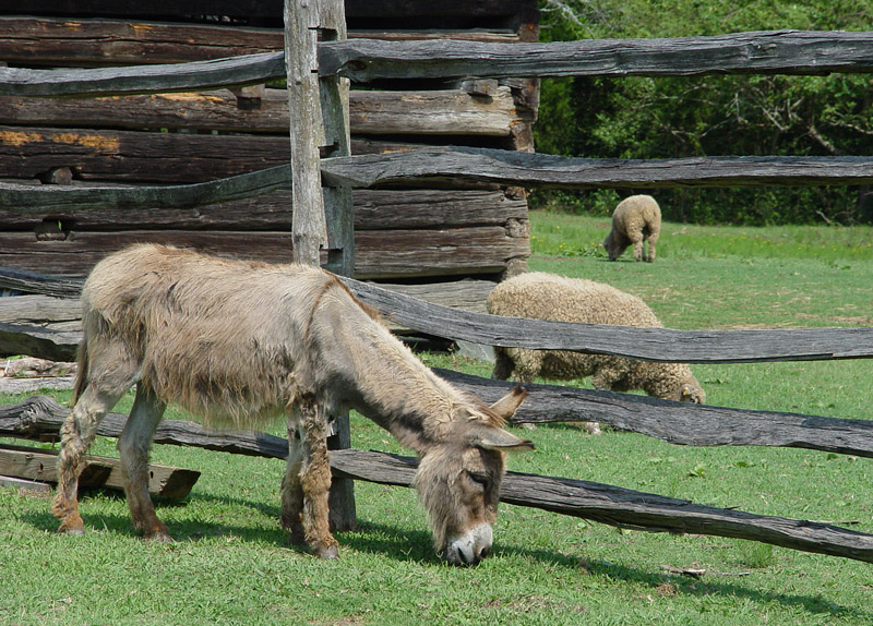 DSC02430 Fuzzy Creatures