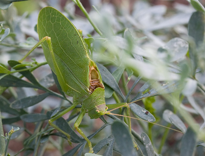 _MG_8227 Do katydids eat mantids?