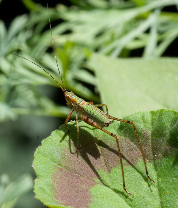 _MG_0038 Katydid Nymph