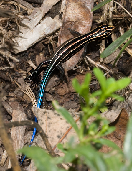 _MG_8451 Skink