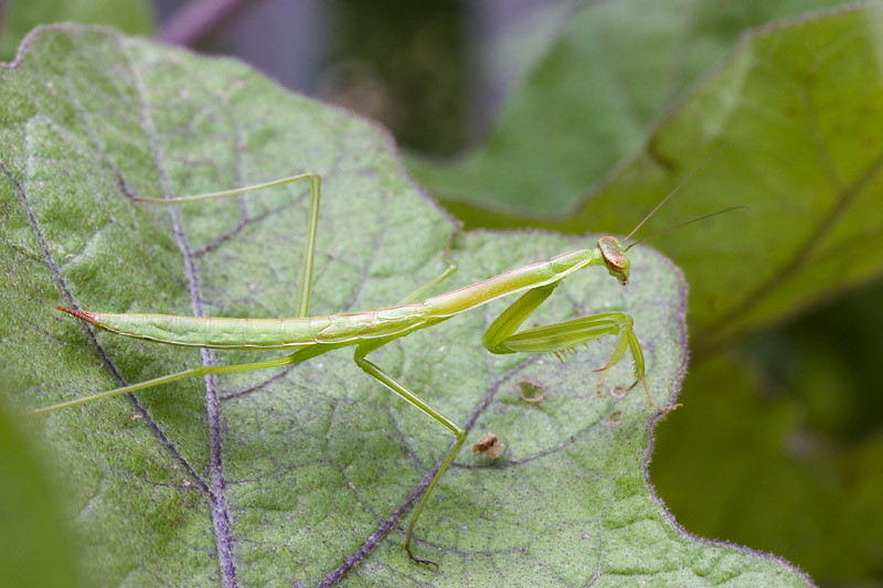 _MG_8469 Eggplant Mantis