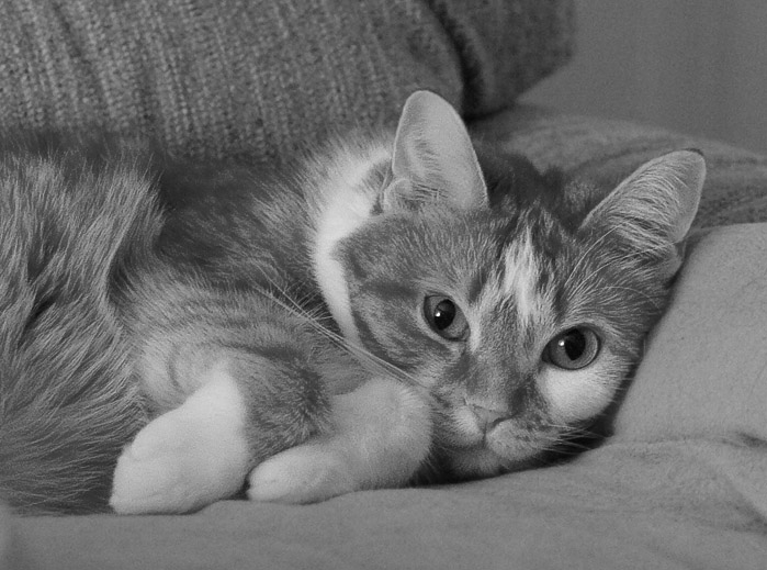 _MG_0011 Seriously Cropped