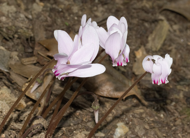 _MG_8534 Hardy Cyclamen