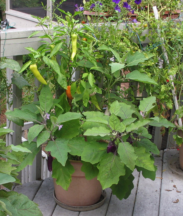 IMG_5582 Happy Peppers Eggplant