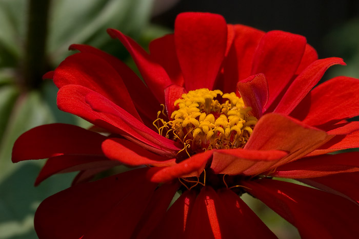 _MG_8506 Zinnia.jpg