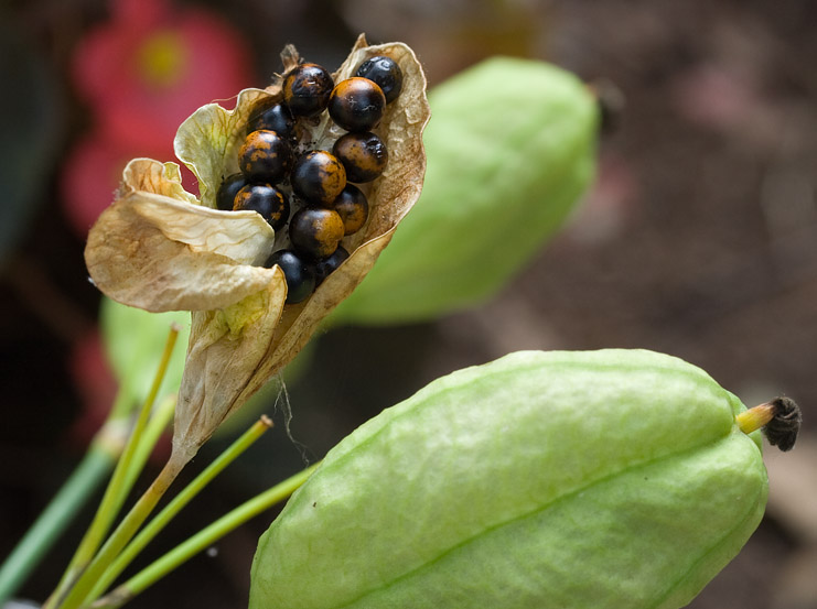 _MG_0259 Blackberry Lily Seedpods