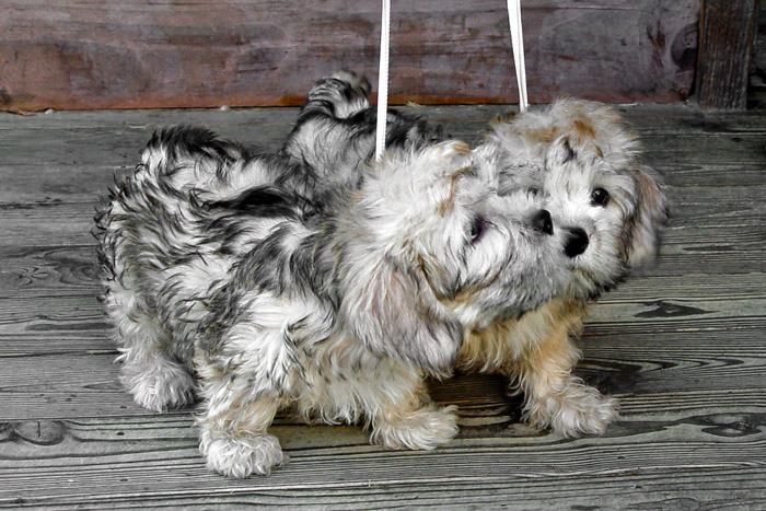 DSC02590-10wkDandiePups