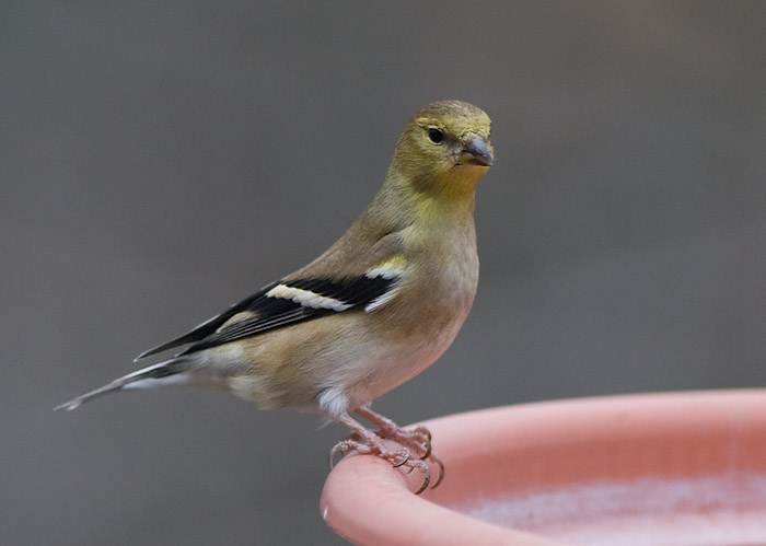 _MG_0323 Goldfinch Attitude